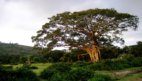 ethiopia-tree janekurtz