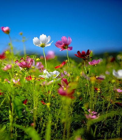 flower-field-summer1